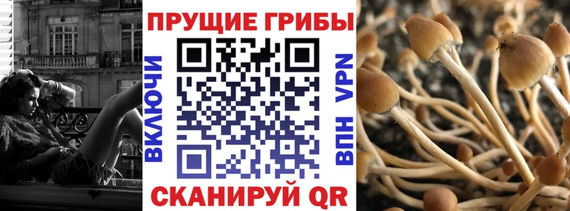 Купить где  Терек  Галлюциногенные грибы Psilocybine cubensis 